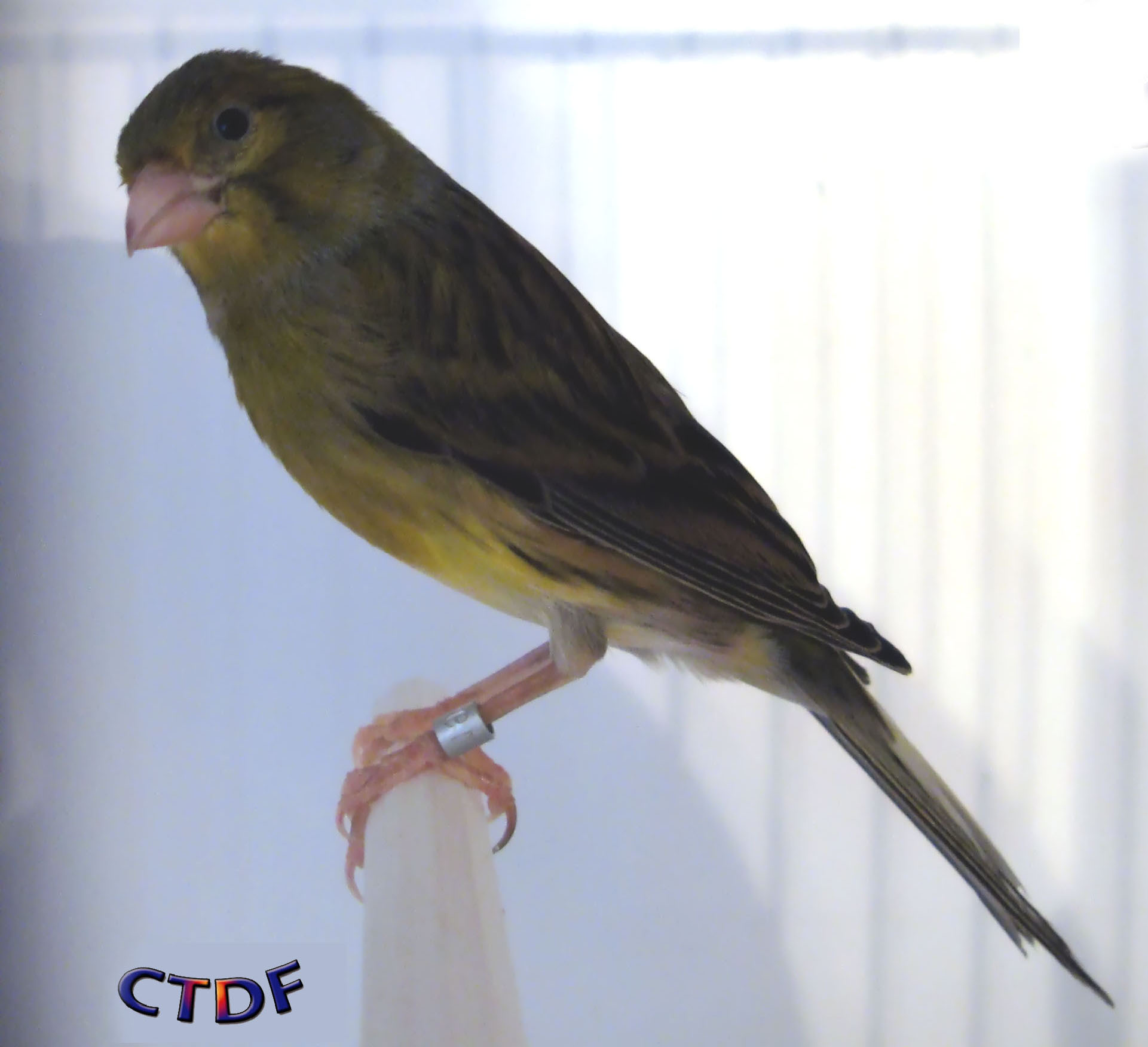 timbrado ctdf deleria